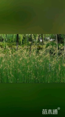 高度30厘米藨草