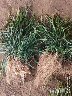 高度10厘米玉龙草