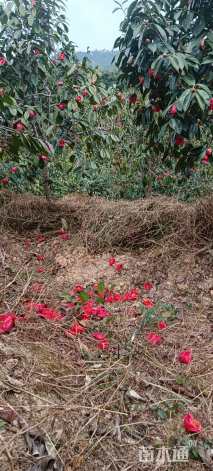 10公分红花油茶
