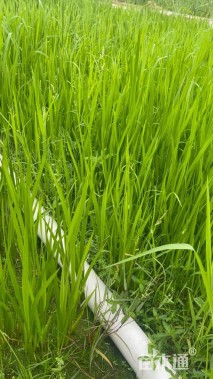 高度40厘米水菖蒲