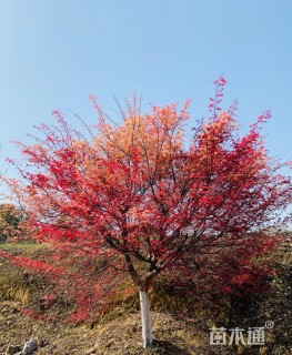 12公分日本红枫