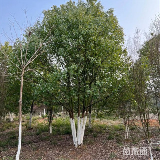 30公分丛生香樟