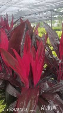 高度50厘米亮叶朱蕉