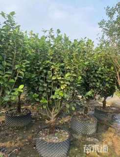 高度200厘米茶花