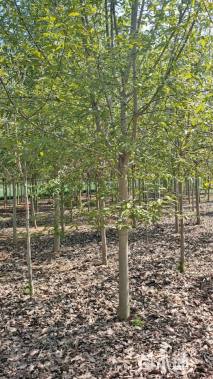 10公分二乔玉兰