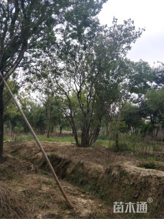 80公分丛生朴树