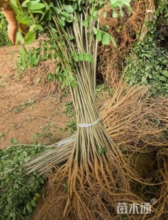 高度80厘米紫穗槐