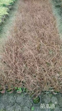 苔草