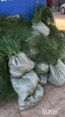 高度46厘米矢羽芒