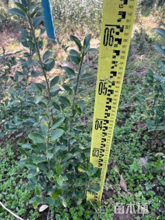 高度50厘米大叶黄杨