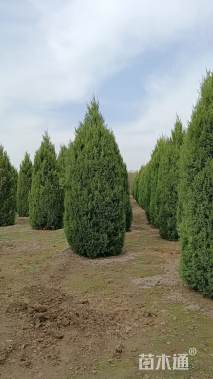 高度250厘米北京塔桧