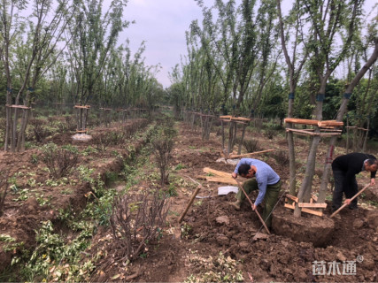 40公分丛生榉树