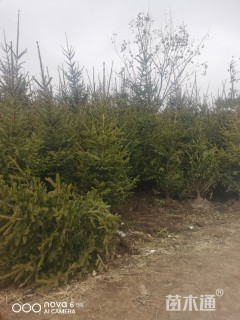 高度200厘米云杉