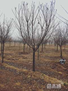 8公分染井吉野樱