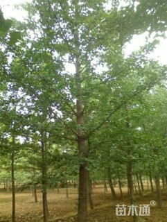 36公分榆树