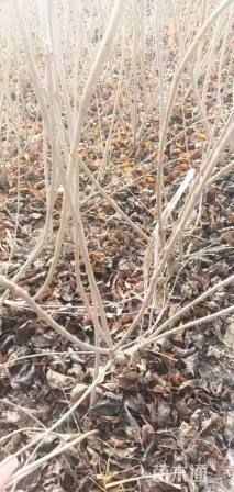 高度60厘米小叶丁香