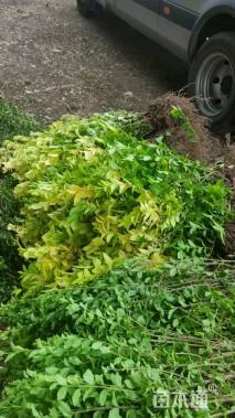 高度50厘米金叶女贞