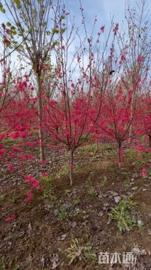 5.1公分菊花桃