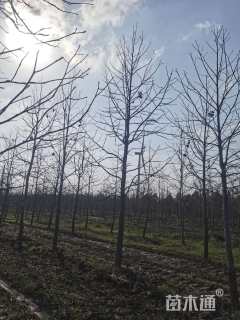 14公分北美枫香