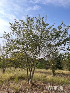 20公分(3杆)丛生朴树