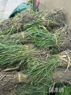 高度100厘米芦苇