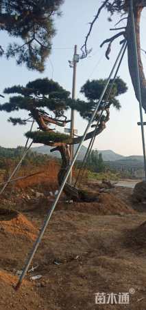 15公分造型黑松