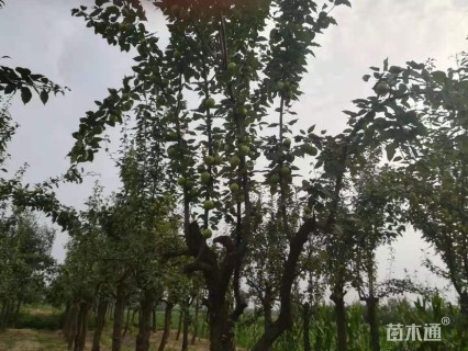 20公分梨树