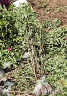 高度80厘米红王子锦带