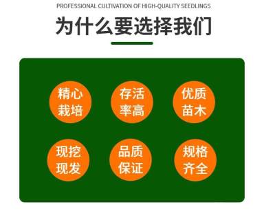 高度120厘米油松小苗
