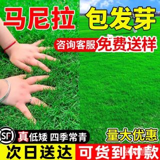 马尼拉种子