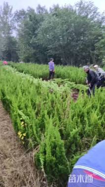 高度50厘米柏树