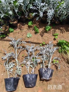 高度30厘米银叶菊