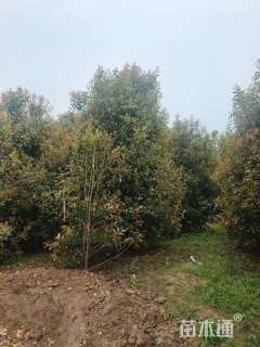 高度400厘米丛生红叶石楠