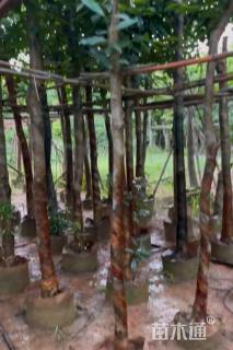 5公分水翁