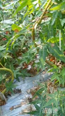 高度80厘米羽毛枫