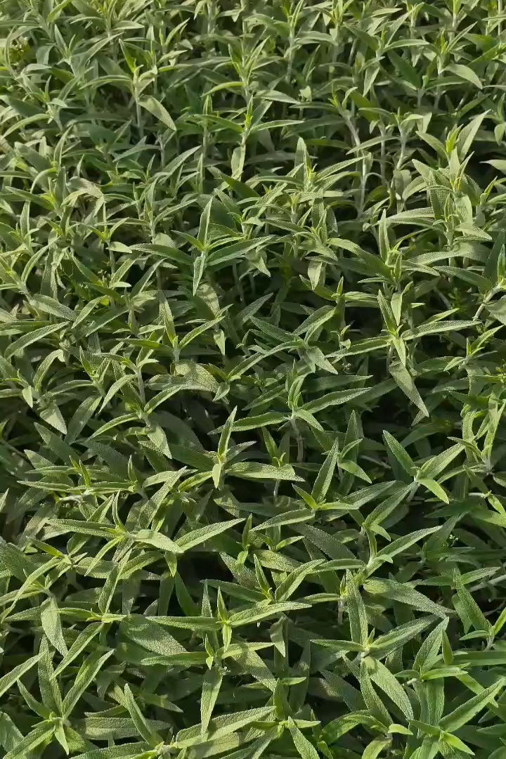 高度20厘米墨西哥鼠尾草