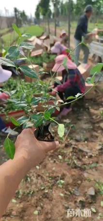 30厘米小叶扶芳藤