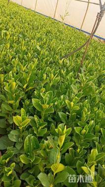 高度35厘米栀子花