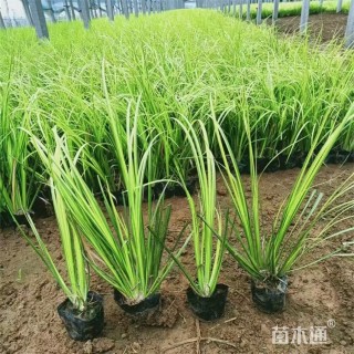 高度18厘米金线菖蒲