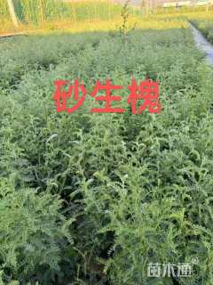 高度30厘米砂生槐