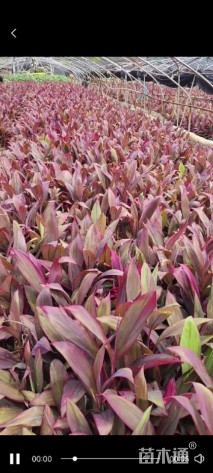 高度20厘米红叶朱蕉