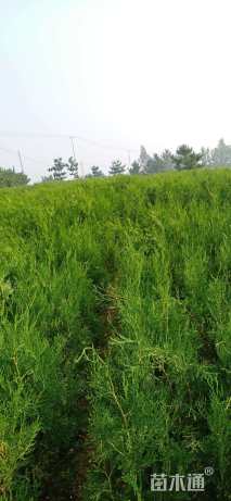 高度70厘米柏树