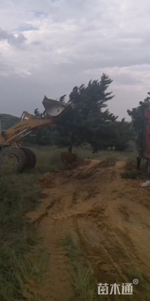 高度450厘米油松