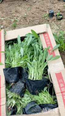 高度15厘米松果菊
