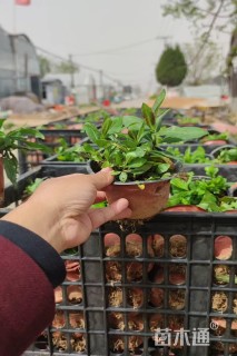 高度20厘米宿根福禄考