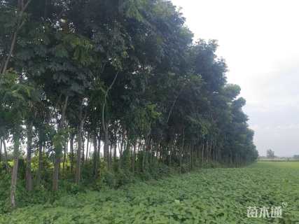 20公分复羽叶栾树