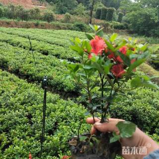高度30厘米夏鹃