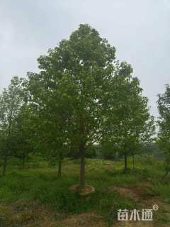 10公分乐昌含笑