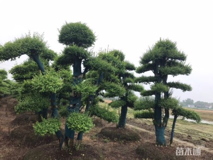 20公分造型小叶女贞