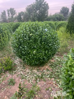 冠幅150厘米卫矛球